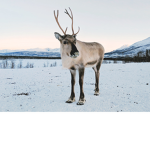 RENDEER GROUP!!!!