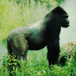 Eastern Gorilla