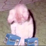 Ratz club (lol im jp)