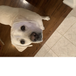 KEKEEEEE (my dogs name)