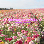* Flower studios *