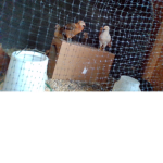Chick and Chicken Gang
