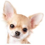 Chihuahua cute group