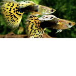 The Guppy FAN