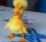 PATOS 1# POTATOES
