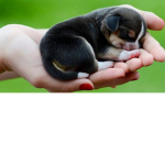 everone love dogs