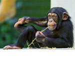 chimps united