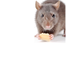 Rat racing
