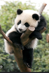Mandy’s pandas!