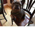 Dog eat money