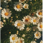 (:DAISY:)