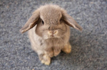 Vicious BunBuns