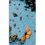 skater butterflies