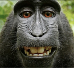 realmonkes