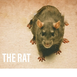 [RC] Rat County Assistant Training Location [DC]