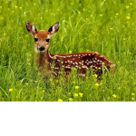 Fawn group