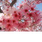 | <3 My Little Blossoms <3 |