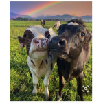 Cowcorner