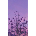 «Desii»