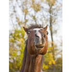 Horsebulder