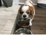 Spaniels