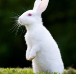Ṭĥə Ţůŋṅęł§