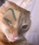 Bombastick side eye cat