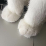 dwecor