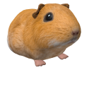 Guinea Pig Johnny