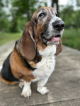 Basset buddies