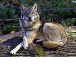 wolf pack 123 nightwolf
