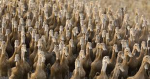 duck Army (: