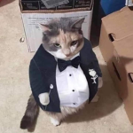 cats gang(green)