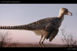 Paleontology!