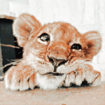 Preppy Cubs and lions