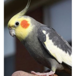 pro bird