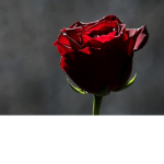 Roses Sarlote!