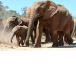Team save the Elephants