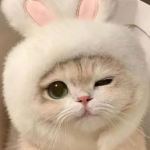 Kyliebear123456 unicorn