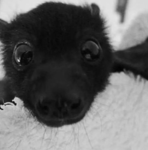 bats are skibidi