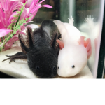 • Axolotl clan •