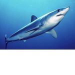 Sharky god