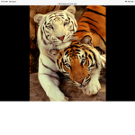 TEAM TIGER FOREVER AND EVER