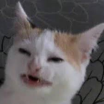 cats are ok club