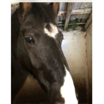 Mon poney