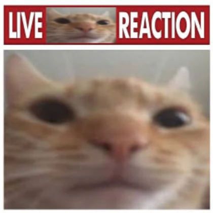Live cat Reaction