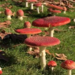 ˚˖🍄˚.