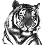 tiger edition