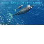 + Blue Eyed Orca Rescue +