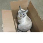 Cat group (this is my cat anyways) :)